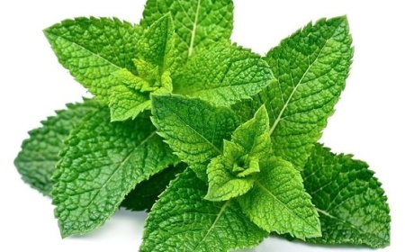 Tips Hijau: Mengatasi Masalah Semut dengan Tanaman-tanaman yang Dapat Ditanam di Rumah