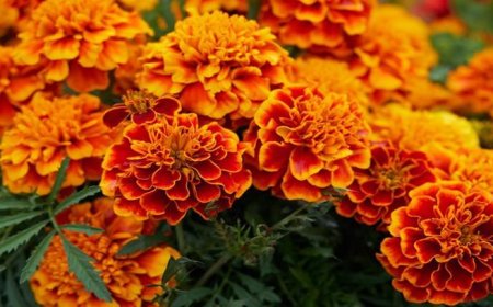 Mengusir Semut dengan Marigold: Rahasia Tanaman Pengusir Serangga