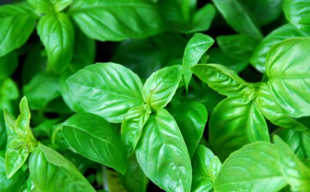 Aromaterapi Alam: Menggunakan Lavender dan Rosemary untuk Mengusir Semut dari Rumah Anda