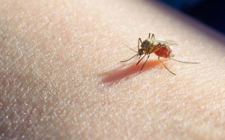 Teknologi Wolbachia Meluas di Indonesia: Kemenkes Sebar Nyamuk di Jakbar dan Bandung pada 2024