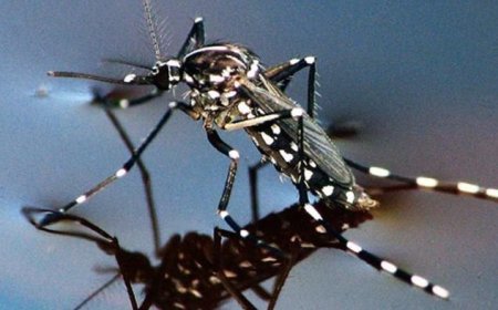 Kemenkes Rencanakan Perluasan Penyebaran Nyamuk Wolbachia untuk Tekan DBD di Jakarta Barat dan Bandung pada 2024