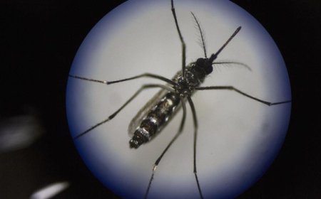 Kemenkes Rencanakan Penyebaran Nyamuk Wolbachia di Jakbar dan Bandung pada 2024