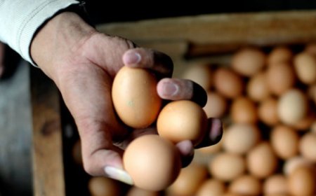 Pemerintah Lanjutkan Program Bantuan Pangan untuk 1,4 Juta Keluarga Rawan Stunting di 2024