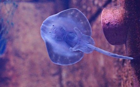 Tragedi Kepunahan: Ikan Pari Jawa Menjadi Korban Pertama Akibat Perburuan Manusia