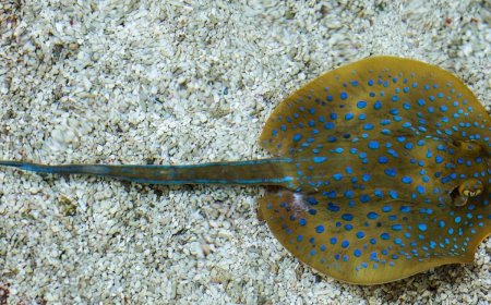 Tragedi Kepunahan: Ikan Pari Jawa Menjadi Spesies Laut Pertama yang Lenyap karena Aktivitas Manusia