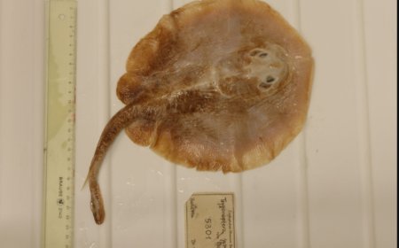 Pari Jawa, Korban Pertama Punah dalam Daftar Merah IUCN: Dampak Buruk Ulakan Manusia pada Keanekaragaman Hayati Laut