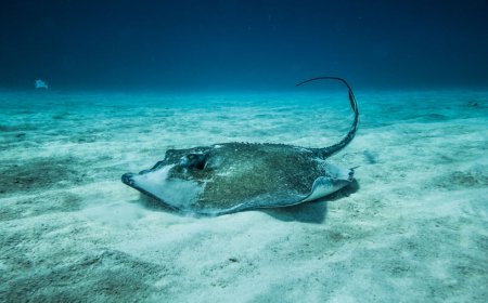Ikan Pari Jawa Punah, Menjadi Korban Pertama Ulah Manusia