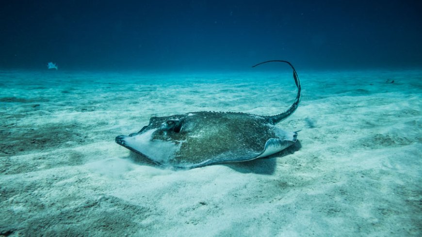 Ikan Pari Jawa Punah, Menjadi Korban Pertama Ulah Manusia