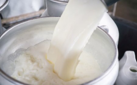 Pengusaha Susu Bongkar Kesiapan dan Tantangan Program Makan Gratis Prabowo