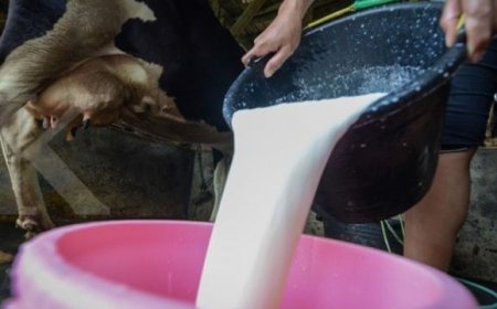 Blak-blakan Pengusaha Susu soal Kesiapan Makan Gratis Prabowo