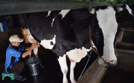 Pengusaha Susu Ungkap Kesiapan dan Tantangan Program Makan Gratis Prabowo