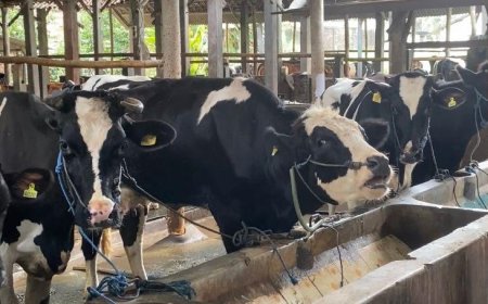 Indonesia Butuh 2,5 Juta Sapi Perah Demi Program Susu Gratis: Tantangan dan Peluang