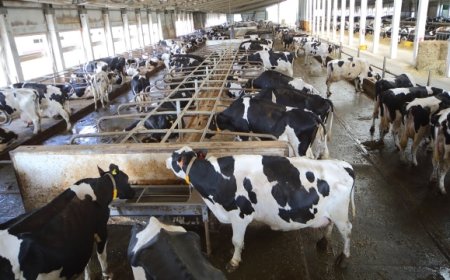 Indonesia Butuh 2,5 Juta Sapi Perah untuk Mewujudkan Program Susu Gratis