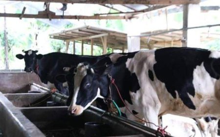ID FOOD: Indonesia Membutuhkan 2,5 Juta Sapi Perah untuk Mewujudkan Program Susu Gratis