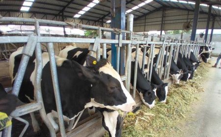 Program Susu Gratis Prabowo Hadapi Tantangan: Pemerintah Perlu 2,5 Juta Sapi Perah untuk Merealisasikannya