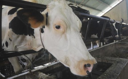 Mewujudkan Program Susu Gratis, Pemerintah Diharapkan Tambah Populasi Sapi Perah Hingga 2,5 Juta Ekor