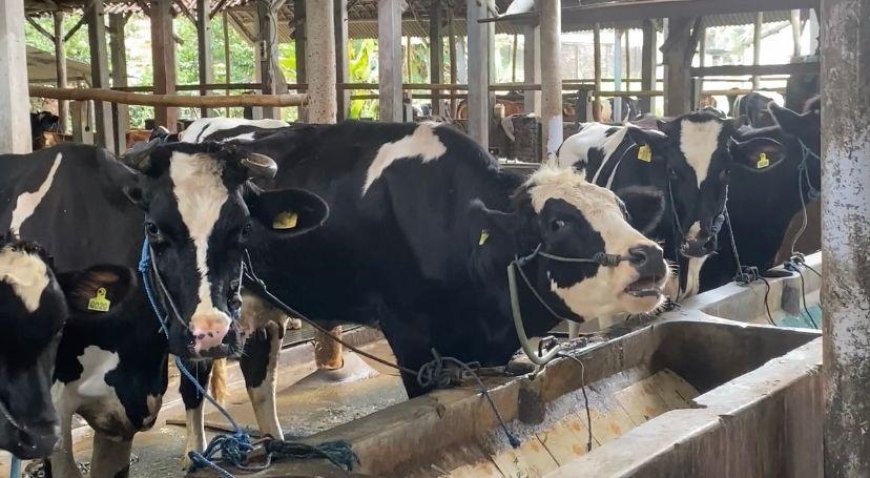 Indonesia Butuh 2,5 Juta Sapi Perah Demi Program Susu Gratis: Tantangan dan Peluang